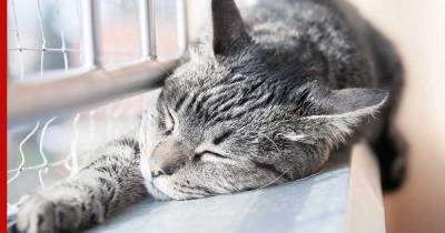 Весь день на диване: самые ленивые породы кошек назвали специалисты