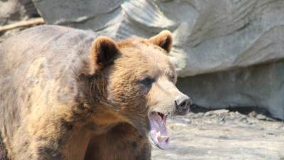 Разгуливающий по улицам медведь всполошил жителей Кемерова