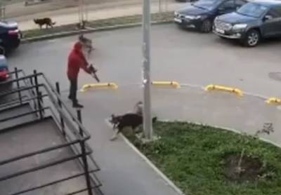 Собак расстрелял на глазах детей мужчина в мкрн. Суворовский в Ростове