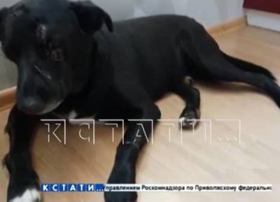 Спасенную от киллера собаку в Нижнем Новгороде избили новые хозяева