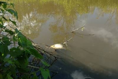 По реке в Твери плавает мёртвая рыба