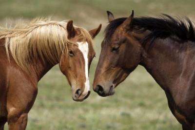 Двое забайкальцев признались в краже двух лошадей, одну из которых сразу забили на мясо