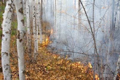 Лесной пожар на Молоковке действует уже почти сутки
