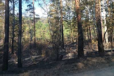 Власти Читы: нелокализованный пожар на Молоковке сжег 250 га леса