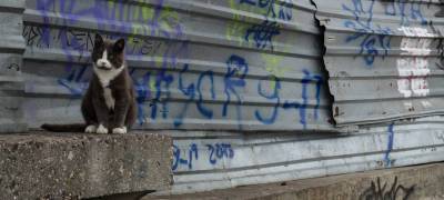 Власти Петрозаводска пригрозили хозяевам зданий, на которых появились граффити