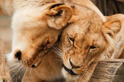 Семь львов спасли из зоопарков Украины и отправили в Африку