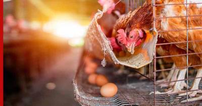 Способ избежать дефицита куриных яиц нашли в Минсельхозе