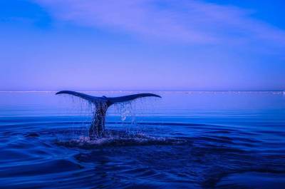 Кабмин хочет запретить с 2022 года вывоз китов из страны