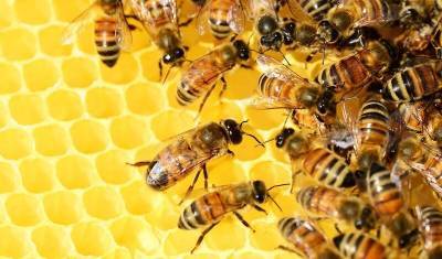 В России вступит в силу закон, защищающий пчел от гибели из-за химической обработки