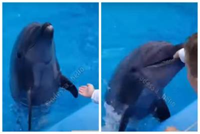 В Одессе дельфин набросился на ребенка после шоу, мальчика отвезли в больницу, видео