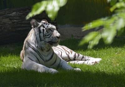 Белая тигрица появилась в нижегородском зоопарке «Лимпопо»