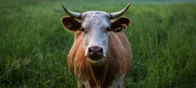 В Карелии в охваченном огнем частном хозяйстве погибла корова