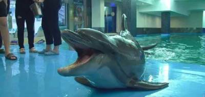 В одесском дельфинарии ребенка укусил дельфин: мальчику наложили швы