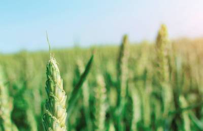 Специалисты рассказали, как защитить зерновые от фузариоза колоса