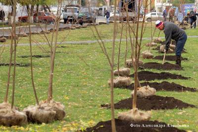 В Кургане вдоль восьми центральных улиц высадят свыше 200 деревьев