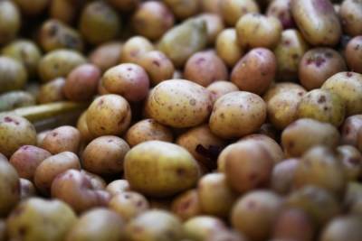 Правительство обсудит покупку нескольких десятков тонн картофеля у Белоруссии