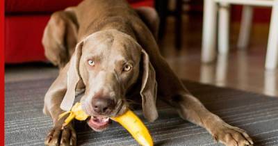 Можно ли собакам бананы: какие продукты вредны для собак