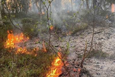 В Мурманской области выгорело 32 гектара леса