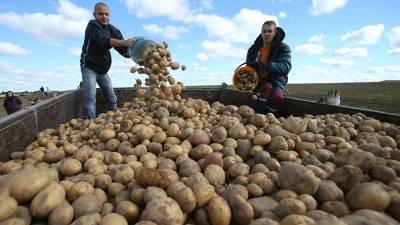 Абрамченко заявила о планах по закупке картофеля в Белоруссии