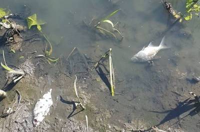В Смоленской области выявили еще один случай массовой гибели рыбы на реке Гжать
