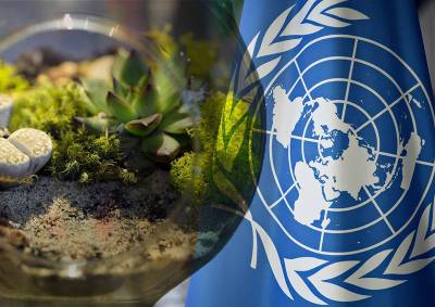 ООН объявила о начале десятилетия по восстановлению экосистем планеты
