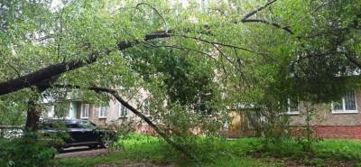 Чеховцам рассказали, как решить проблему аварийных деревьев
