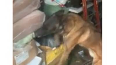В гараже на Ветеранов нашли наркотики благодаря служебной собаке Зайке