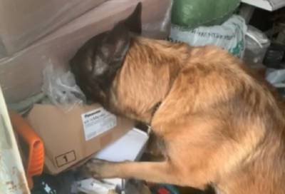 Служебная собака «Зайка» помогла задержать драгдилера, развозившего наркотики на Mercedes в Петербурге