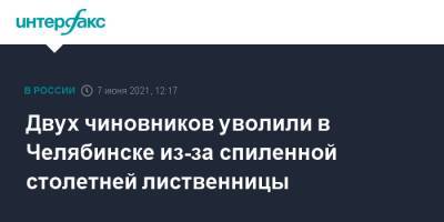 Двух чиновников уволили в Челябинске из-за спиленной столетней лиственницы