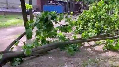 Уголовное дело возбудили после падения дерева на ребёнка в Москве