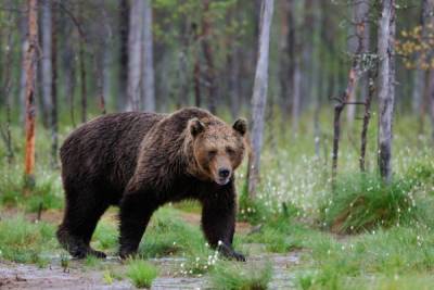 Жители Удмуртии заметили дикого медведя на проезжей части (ВИДЕО)