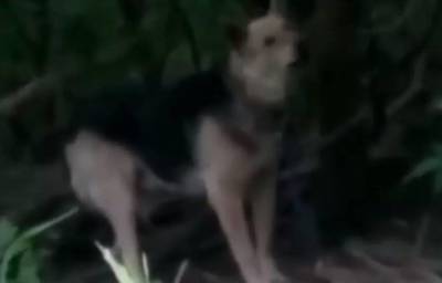 В Уфе неизвестные привязали собаку к дереву в лесу и оставили умирать