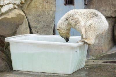 Активные граждане выбрали имя для белой медведицы в Московском зоопарке