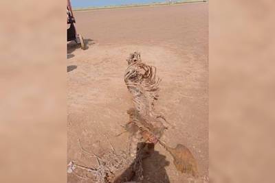 Женщина нашла скелет похожего на русалку загадочного существа