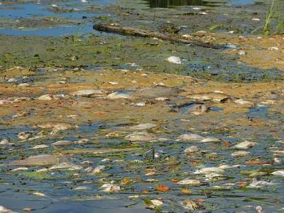 В Смоленской области рыба массово погибла в реке Гжать