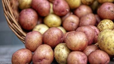 Викторий Абрамченко - Россия может закупить у Белоруссии несколько десятков тонн картофеля - piter.tv