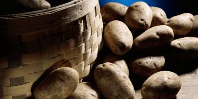 Россия попросит Белоруссию помочь картофелем