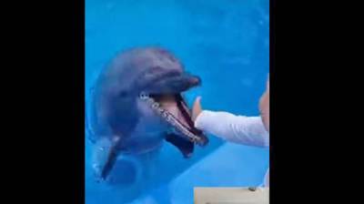 В Одессе дельфин укусил ребенка, история получила продолжение: "Строго запрещено"