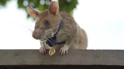 Фото: легендарная крыса-сапер, награжденная золотой медалью, уходит на пенсию в Камбодже