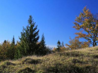 Зеленский подписал указ о старте проекта, цель которого – посадить за три года 1 млрд деревьев