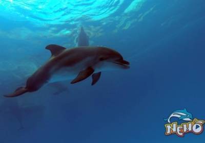 В Одессе дельфин укусил ребенка за руку