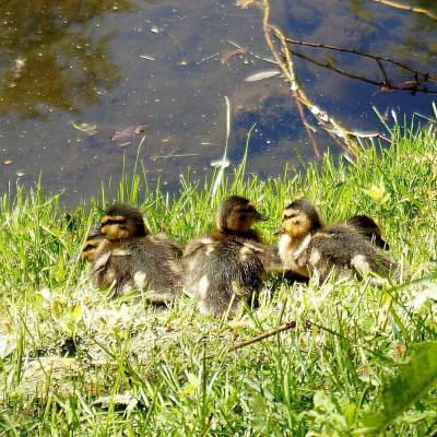 В Гатчинском парке у водоема заметили утиное семейство — фото