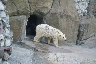 Белая медведица в Московском зоопарке обрела имя