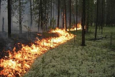 В выходные в Марий Эл дважды горели леса
