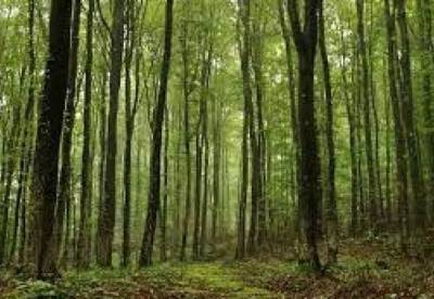 Президент подписал указ о восстановлении лесов