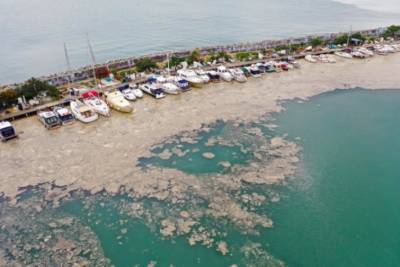 Мраморное море покрылось "слизью" вдоль побережья Турции: под угрозой Черное море