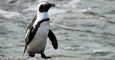 Африканских пингвинов начнут прививать от птичьего гриппа, чтобы спасти от исчезновения