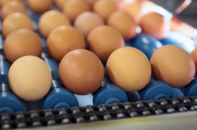 В «Руспродсоюзе» предложили ввести демпфер для производителей яиц