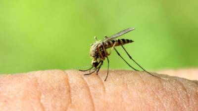 Переносят энцефалит и лихорадку: каких комаров стоит опасаться россиянам?