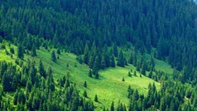 Зеленский: "Мы поставили перед собой амбициозную цель - за 10 лет увеличить площадь лесов на 1 млн гектаров"